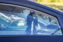 Police are warning dog owners not to leave their dogs inside vehicles during the hot weather