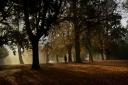 Early morning light in Christchurch Park, Ipswich - by Sarah Lucy Brown