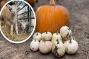 Ruffins Farm in Bury St Edmunds invites everybody to pick pumpkins, get lost in the maize maze and bottle-feed little lambs
