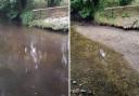 West Suffolk environmentalists have expressed their concern after their local river appeared to dry up, causing fish, plants and other river life to die.