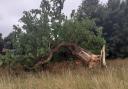 The 300-350-year-old oak tree has toppled over Picture: MARIAM GHAEMI
