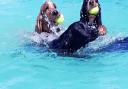 Some happy dogs enjoying a swim Picture: Jo Allen / Canine Dip and Dive