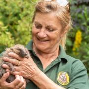 The founder of a hedgehog rehabilitation charity is raising funds to move the hospital from her 'inundated' home to a purpose-built facility.