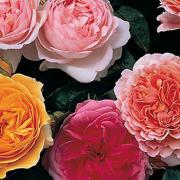 Chelsea Flower Show style roses  Pictuer: Enjoy Gardening More