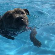 The RSPCA has issued guidance on how to keep animals cool this summer