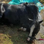 Joka the horse was rescued from a ditch in Dullingham, near Newmarket