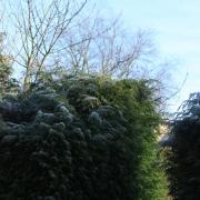 Rogue tree surgeons have been cutting hedges in Bury St Edmunds and asking for cash in return