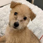 Over 100 dogs were reported abandoned in Suffolk since January 2020, including 10-week-old Molly who was given up by her new owners who she was with for just eight days