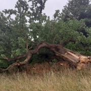 The 300-350-year-old oak tree has toppled over Picture: MARIAM GHAEMI