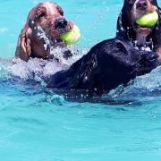Some happy dogs enjoying a swim Picture: Jo Allen / Canine Dip and Dive