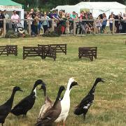 Dog and Duck show at Suffolk Show Picture: MEGAN ALDOUS