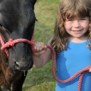 Four year old young handler Evie Lanham with her Aberdeen Angus calf, Poppy  Picture: SARAH LUCY BROWN