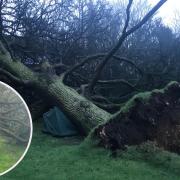 Gazeley villagers have been left 'saddened' after a historic tree that stood in the vicarage garden for over 100 years fell
