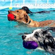 A dog swimming pool is launching in Suffolk in time for the summer